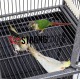 Cage Expositor ROMA Cages for parrots