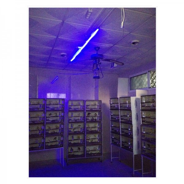 220V LED STRIP BLUE LIGHT EFFECT MOON NIGHT WITH CONNECTION LED Lighting and Accessories